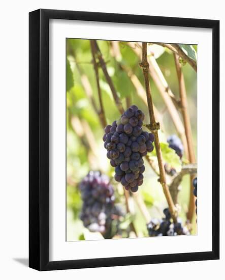 Pinot Noir Grapes on the Vine, New Zealand-Myles New-Framed Photographic Print