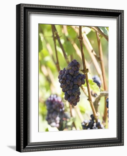 Pinot Noir Grapes on the Vine, New Zealand-Myles New-Framed Photographic Print