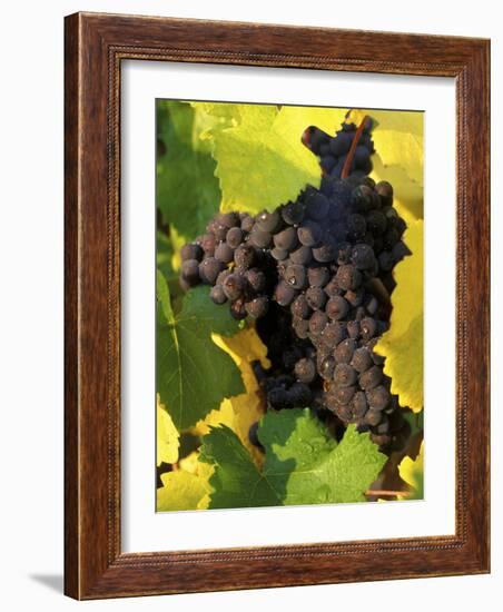 Pinot Noir Grapes Ready to be Harvested in the Fall, Sherwood, Oregon, USA-Janis Miglavs-Framed Photographic Print