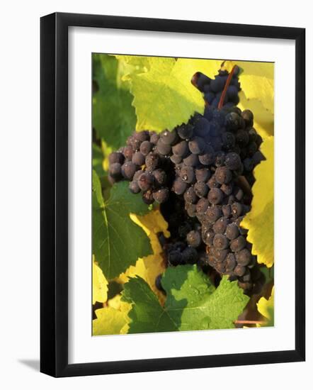 Pinot Noir Grapes Ready to be Harvested in the Fall, Sherwood, Oregon, USA-Janis Miglavs-Framed Photographic Print