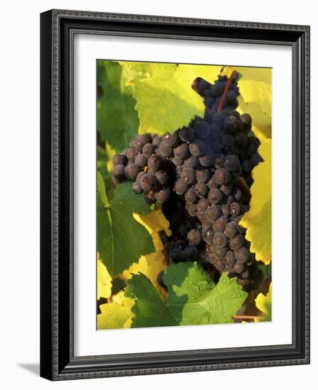 Pinot Noir Grapes Ready to be Harvested in the Fall, Sherwood, Oregon, USA-Janis Miglavs-Framed Photographic Print