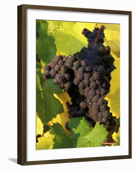 Pinot Noir Grapes Ready to be Harvested in the Fall, Sherwood, Oregon, USA-Janis Miglavs-Framed Photographic Print