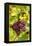 Pinot Noir Grapes-Jeremy Walker-Framed Premier Image Canvas