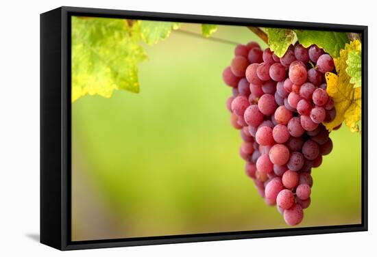 Pinot Noir Grapes-Jeremy Walker-Framed Premier Image Canvas