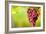 Pinot Noir Grapes-Jeremy Walker-Framed Photographic Print