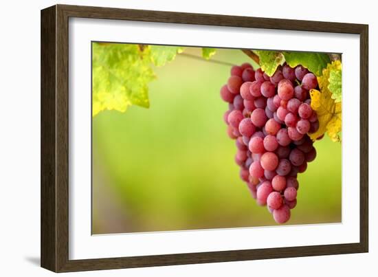 Pinot Noir Grapes-Jeremy Walker-Framed Photographic Print