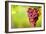 Pinot Noir Grapes-Jeremy Walker-Framed Photographic Print