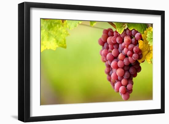 Pinot Noir Grapes-Jeremy Walker-Framed Photographic Print