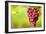 Pinot Noir Grapes-Jeremy Walker-Framed Photographic Print