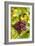 Pinot Noir Grapes-Jeremy Walker-Framed Photographic Print