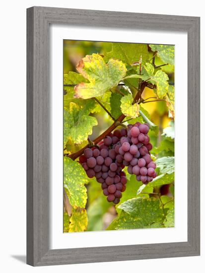 Pinot Noir Grapes-Jeremy Walker-Framed Photographic Print