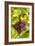 Pinot Noir Grapes-Jeremy Walker-Framed Photographic Print