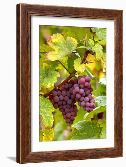 Pinot Noir Grapes-Jeremy Walker-Framed Photographic Print