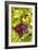 Pinot Noir Grapes-Jeremy Walker-Framed Photographic Print