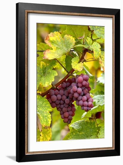 Pinot Noir Grapes-Jeremy Walker-Framed Photographic Print