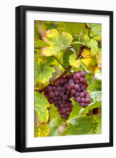 Pinot Noir Grapes-Jeremy Walker-Framed Photographic Print