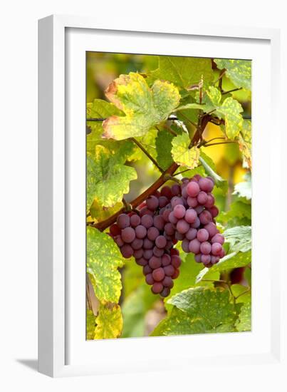 Pinot Noir Grapes-Jeremy Walker-Framed Photographic Print