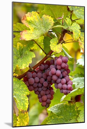 Pinot Noir Grapes-Jeremy Walker-Mounted Photographic Print