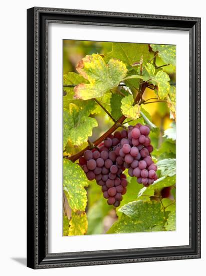 Pinot Noir Grapes-Jeremy Walker-Framed Photographic Print