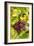 Pinot Noir Grapes-Jeremy Walker-Framed Photographic Print