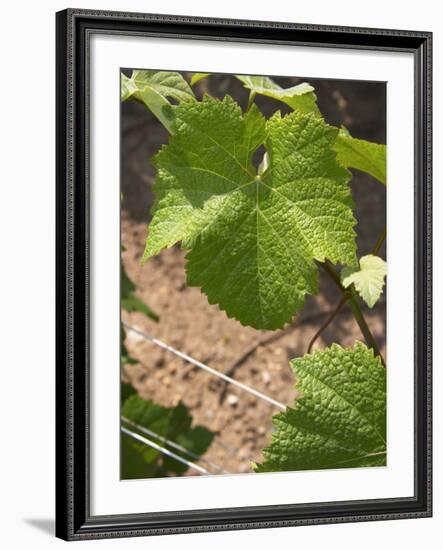 Pinot Noir Leaf, Champagne Francois Seconde, Sillery Grand Cru, Montagne De Reims, Marne, France-Per Karlsson-Framed Photographic Print