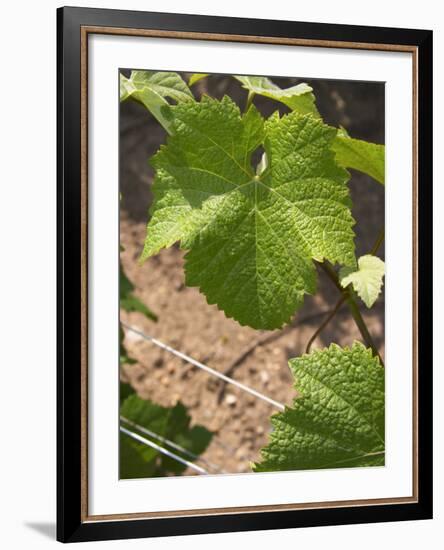 Pinot Noir Leaf, Champagne Francois Seconde, Sillery Grand Cru, Montagne De Reims, Marne, France-Per Karlsson-Framed Photographic Print