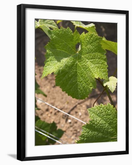 Pinot Noir Leaf, Champagne Francois Seconde, Sillery Grand Cru, Montagne De Reims, Marne, France-Per Karlsson-Framed Photographic Print