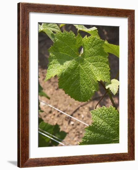 Pinot Noir Leaf, Champagne Francois Seconde, Sillery Grand Cru, Montagne De Reims, Marne, France-Per Karlsson-Framed Photographic Print