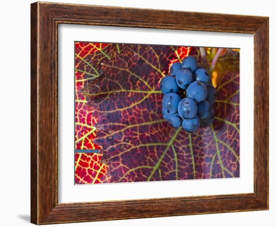 Pinot Noir Leaves in Knudsen Vineyards, Willamette Valley, Oregon, USA-Janis Miglavs-Framed Photographic Print