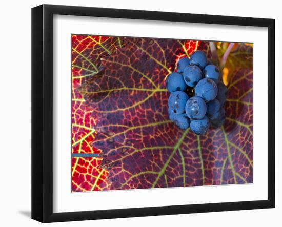 Pinot Noir Leaves in Knudsen Vineyards, Willamette Valley, Oregon, USA-Janis Miglavs-Framed Photographic Print