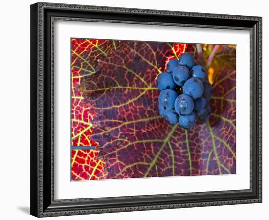 Pinot Noir Leaves in Knudsen Vineyards, Willamette Valley, Oregon, USA-Janis Miglavs-Framed Photographic Print