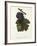 Pinot Teinturier Bury Grape-J. Troncy-Framed Giclee Print