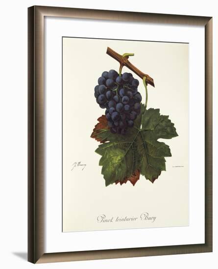 Pinot Teinturier Bury Grape-J. Troncy-Framed Giclee Print