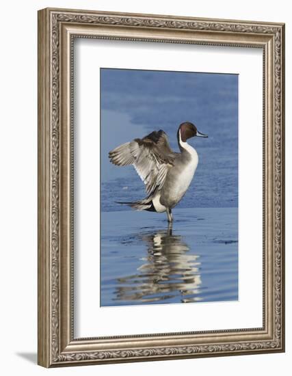 Pintail Drake on Ice-Ken Archer-Framed Photographic Print