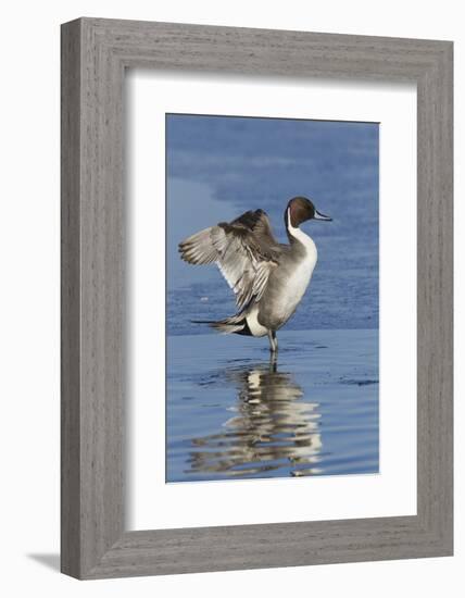 Pintail Drake on Ice-Ken Archer-Framed Photographic Print