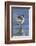 Pintail Drake on Ice-Ken Archer-Framed Photographic Print