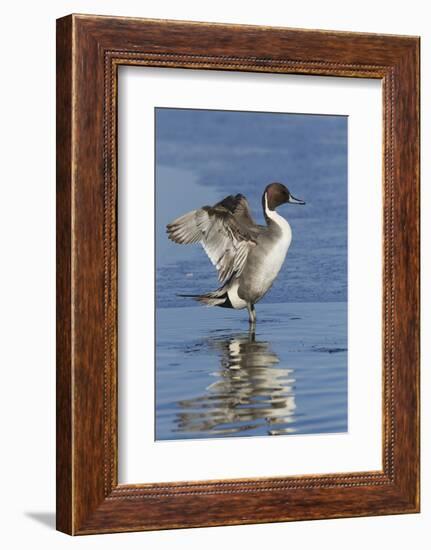 Pintail Drake on Ice-Ken Archer-Framed Photographic Print