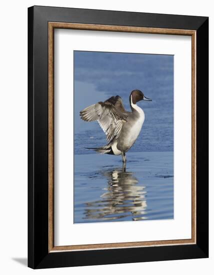 Pintail Drake on Ice-Ken Archer-Framed Photographic Print