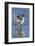 Pintail Drake on Ice-Ken Archer-Framed Photographic Print