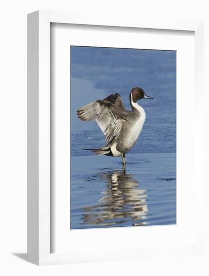 Pintail Drake on Ice-Ken Archer-Framed Photographic Print