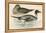 Pintail Duck-Beverley R. Morris-Framed Premier Image Canvas