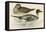 Pintail Duck-Beverley R. Morris-Framed Premier Image Canvas