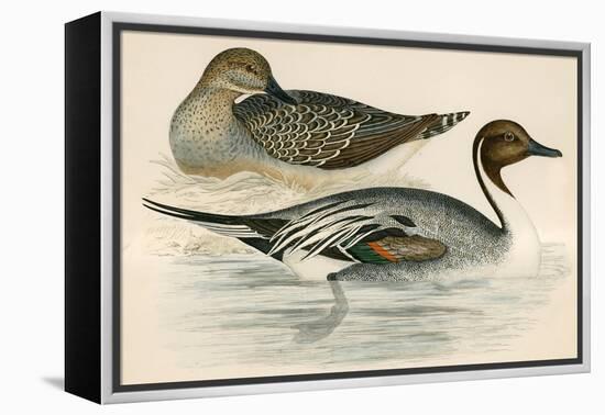 Pintail Duck-Beverley R. Morris-Framed Premier Image Canvas