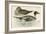 Pintail Duck-Beverley R. Morris-Framed Giclee Print