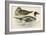 Pintail Duck-Beverley R. Morris-Framed Giclee Print