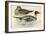 Pintail Duck-Beverley R. Morris-Framed Giclee Print