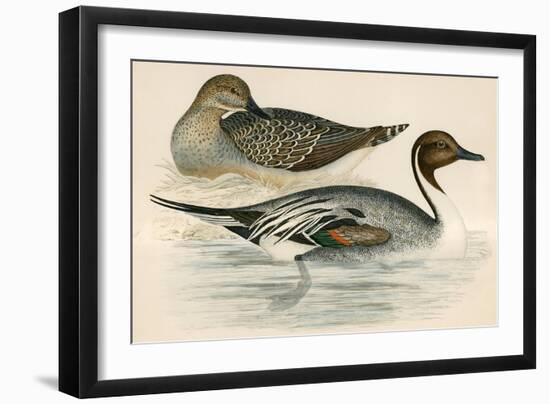 Pintail Duck-Beverley R. Morris-Framed Giclee Print