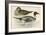 Pintail Duck-Beverley R. Morris-Framed Giclee Print