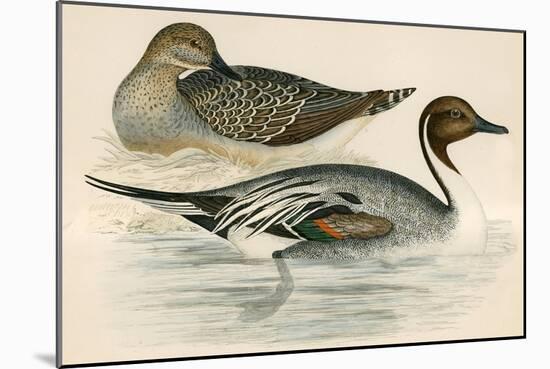 Pintail Duck-Beverley R. Morris-Mounted Giclee Print
