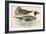 Pintail Duck-Beverley R. Morris-Framed Giclee Print